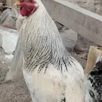 خروس نژاددار