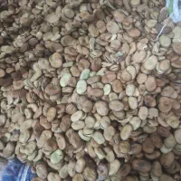 باقله شرطی