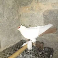 فروش کله دمبی