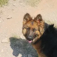 سگ ژرمن مو بلند