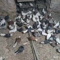 تعداد۸۰ طوق کفتر