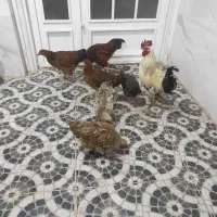 مرغ و خروس