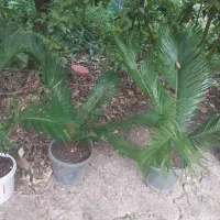سیکاس