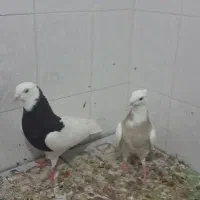 یک جفت طوقی فروشی