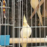 دو جفت عروس هلندی مولد