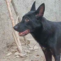 سگ ژرمن