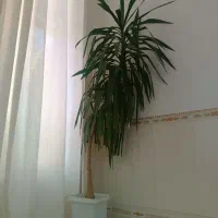 گل آپارتمانی