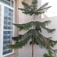 گل مطبق فروشی