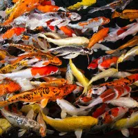 تخفیف ویژه بهترین نژاد ماهی کوی دسترسی آسان