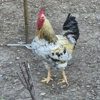 خروس بالغ،اردک، غاز جفت نر و ماده