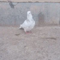 طوقی‌ماده‌کا‌کلی
