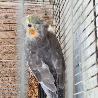 عروس هلندی