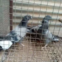 کبوتر اصفهانی
