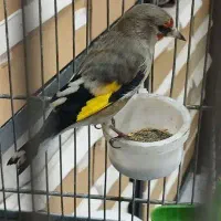 جوجه سهره