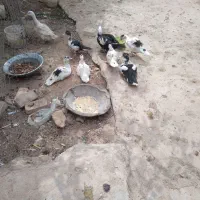 فروش یک مرغابی با۶جوجه