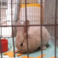 خرگوش