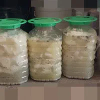 پنیر گوسفندی