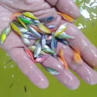 انواع ماهی آکواریومی عمده