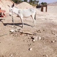 الاغ|حیوانات مزرعه|لردگان, |دیوار