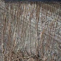 پرده مهره ای
