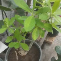 گل خانگی مناسب