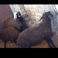 فروش گوسفند