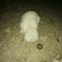 خرگوش لوپ
