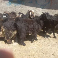 تعداد۲۲راس بزغاله نروماده