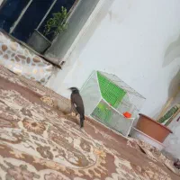 مینا سخنگو