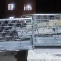 قفس  تک خان پرون غلامی طول ۶۳ سانتیمتر