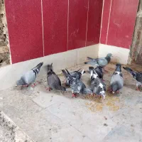 کبوتر کوله ای حراج