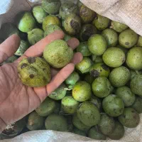 گردوی تازه گردوی سبز
