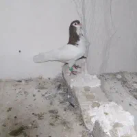 کبوتر خال سرخ نر