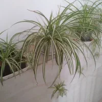 گل گندمی