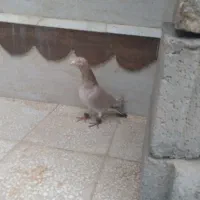 کبوتر هفت رنگ نقاب