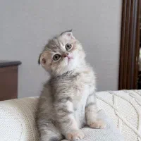 گربه اسکاتیش