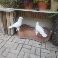 کبوتر.