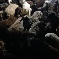 خریدفروش خریداریم گوسفند بز  خریداریم گوسفند