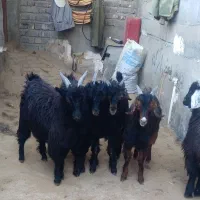 کهره نر