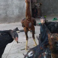 جوجه لاری