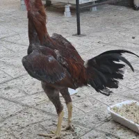 جوجه خروس لاری