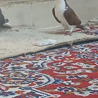 ماده شیرازی