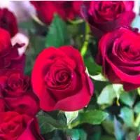 فروش نهال مرکبات توت سیب گردو بادام عناب صنوبر|خدمات باغبانی و درختکاری|ساری, |دیوار