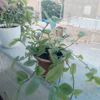 گل برگ بیدی سبز و سینگونیوم صورتی