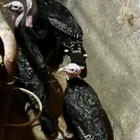 چهار تا بوقلمون ۴ ماهه چ