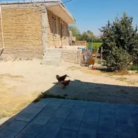 مرغ و خروس