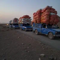 کاه گندم