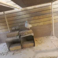 کفتر|پرنده|زارچ, |دیوار