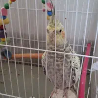 عروس هلندی