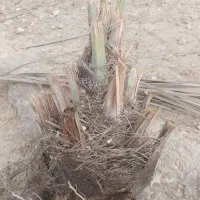 فروش پاجوش نخل
